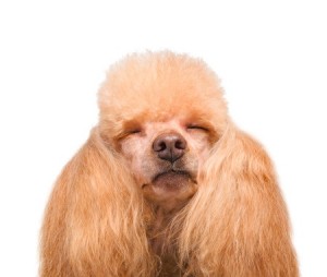 Noten gevaarlijk voor honden?