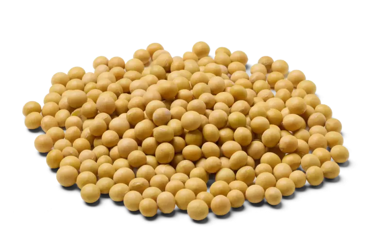 Sojabonen biologisch